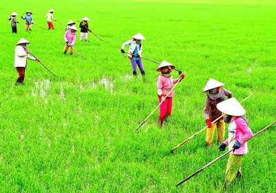 Farmers tend their rice fields in the Mekong Delta (Photo: SGGP) Farmers tend their rice fields in the Mekong Delta (Photo: SGGP)